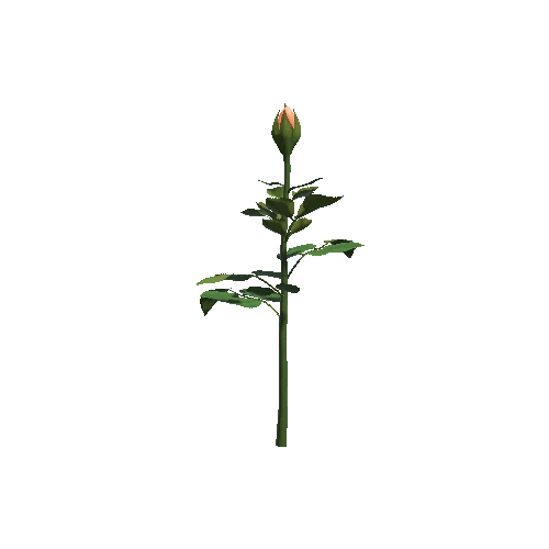Flower Rose Juliet1 3